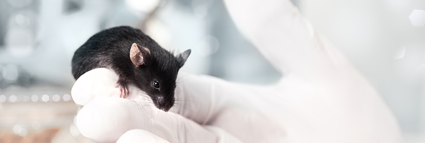 急性心肌梗死小型豬胸腔鏡微創(chuàng)冠脈結扎模型