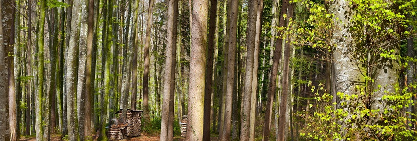 林業碳匯開發認證