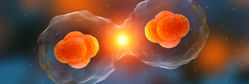 細(xì)胞毒性試驗(yàn)