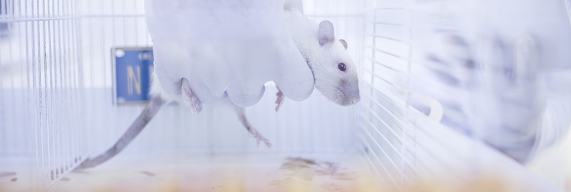 化妝品急性眼刺激性/腐蝕性試驗(yàn)